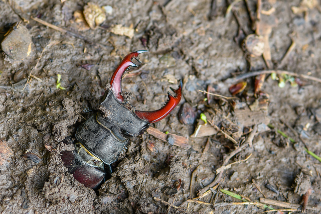 Lucanus cervus - nagy szarvasbogár
