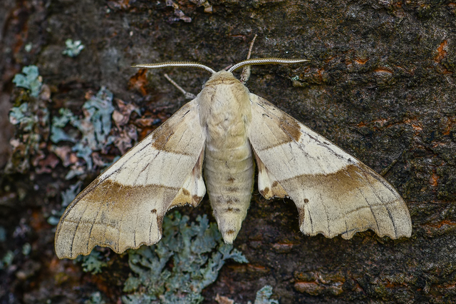 Marumba quercus - tölgyfaszender