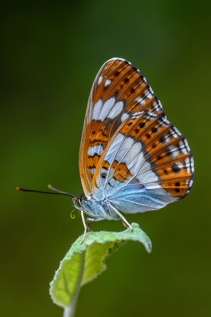 Limenitis camilla - kis lonclepke