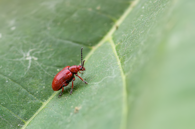 Lilioceris merdigera - hagymabogár Lilioceris merdigera - hagymabogár