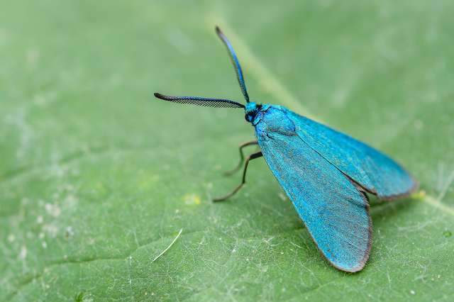 Procridinae