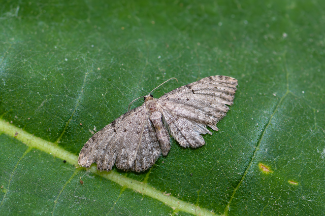 Pasiphila chloerata - hamvas törpearaszoló