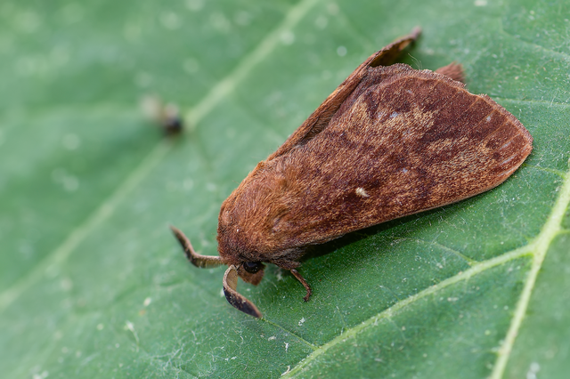 Dendrolimus pini - fenyőpohók