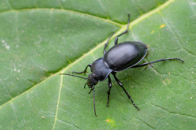 Carabus glabratus - domború futrinka