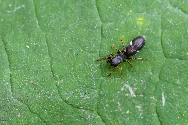Leptorchestes berolinensis - fekete hangyautánzópók