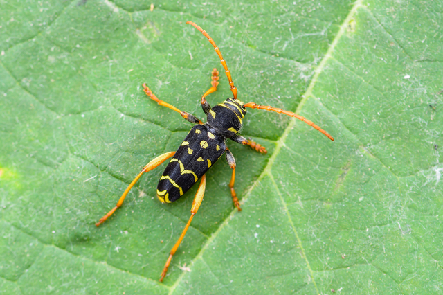 Plagionotus arcuatus - bársonyos darázscincér