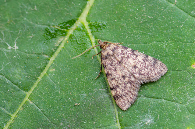 Aglossa pinguinalis - zsiradékmoly