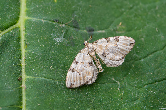 Colostygia pectinataria - zöld levélaraszoló