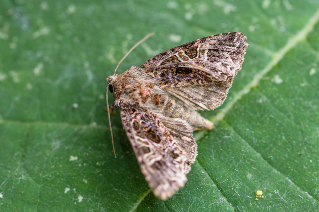 Sideridis rivularis - vörhenyes szegfűbagoly