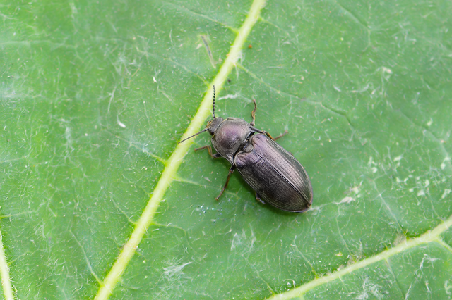 Selatosomus latus - széles pattanó