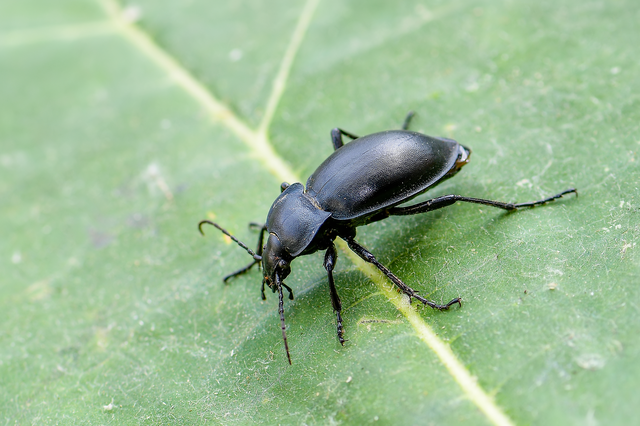 Carabus glabratus - domború futrinka