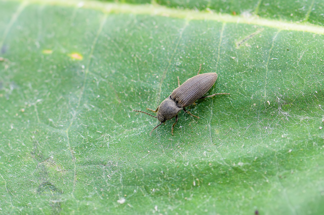 Elateridae - pattanóbogárfélék