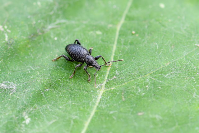 Otiorhynchus