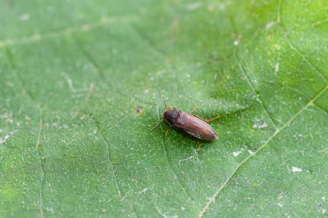 Phloiotrya rufipes - fényes nyárikomorka