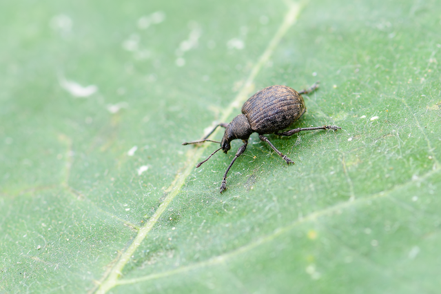 Liophloeus