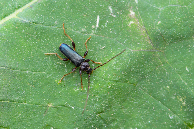 Phymatodes testaceus - változékony korongcincér Phymatodes testaceus - változékony korongcincér