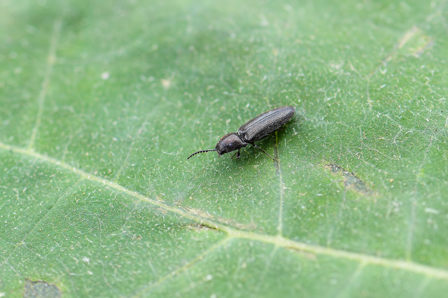 Elateridae - pattanóbogárfélék