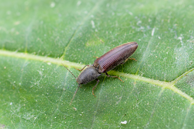 Elateridae - pattanóbogárfélék