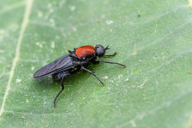 Clitellaria ephippium - tüskéshátú légy