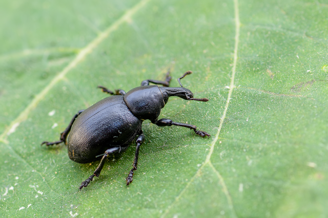 Liparus dirus - sujtár-szerecsenományos