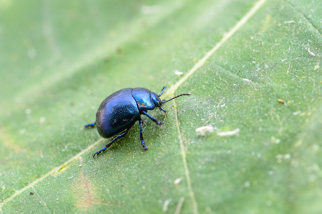 Chrysolina globipennis olivieri - hegyi levélbogár