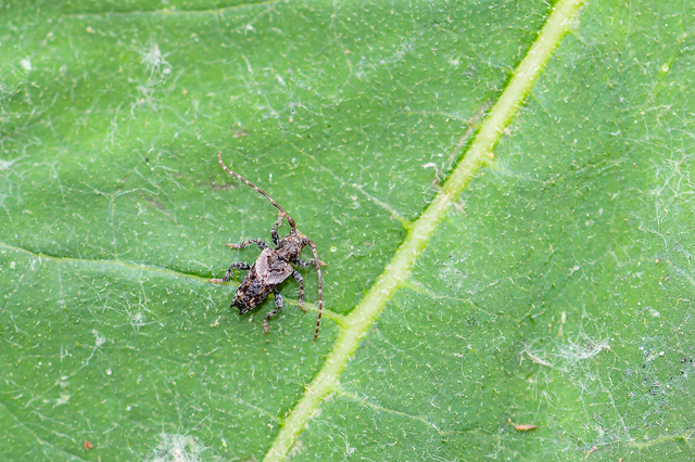 Pogonocherus hispidus - kéttövises ecsetcincér