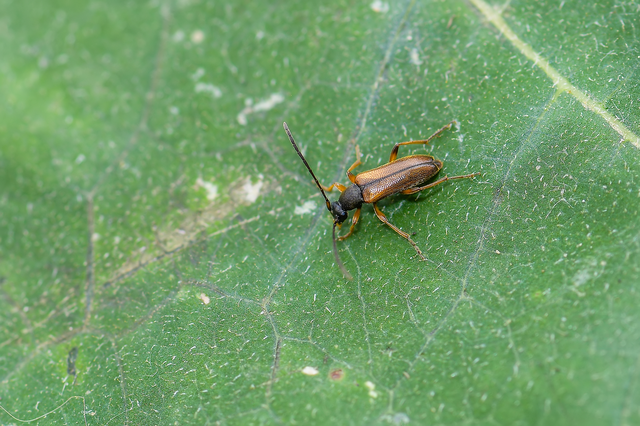 Alosterna tabacicolor - barna juharcincér