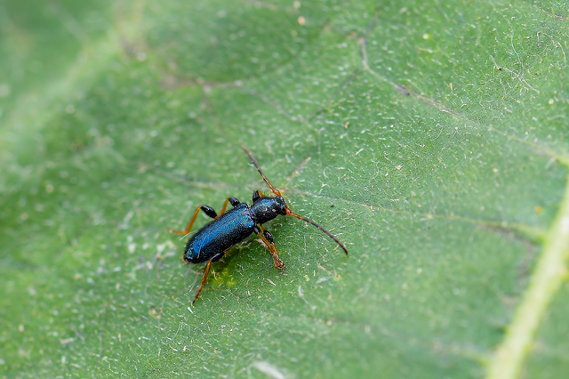 Phymatodes rufipes - kék háncscincér Phymatodes rufipes - kék háncscincér