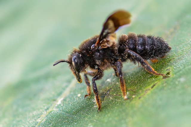 Xylocopa