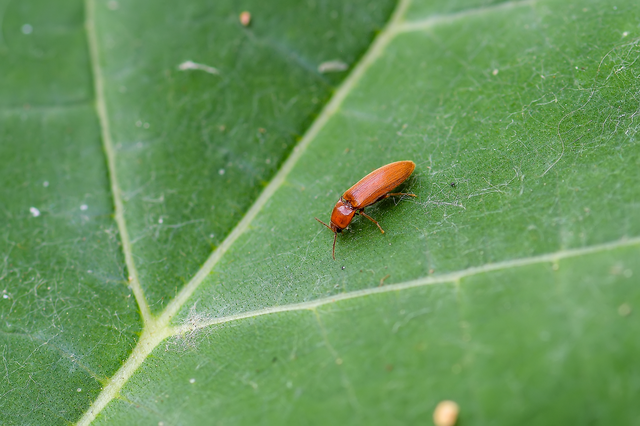 Porthmidius austriacus - fakó pattanó