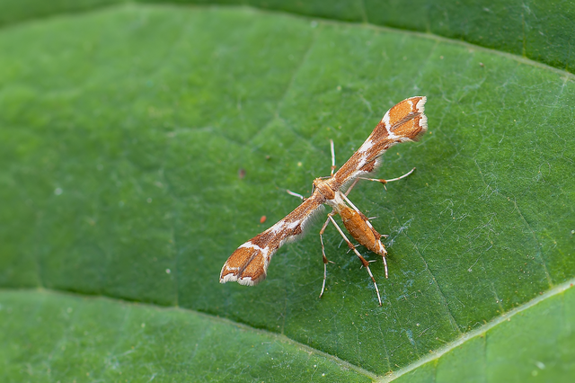 Cnaemidophorus rhododactyla - rózsabogyó-tollasmoly