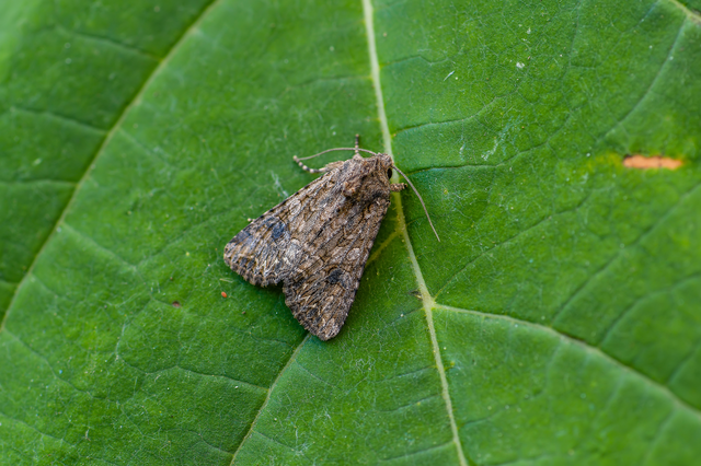Hadula trifolii - lóherebagoly Hadula trifolii - lóherebagoly