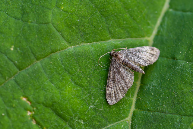 Pasiphila rectangulata - almavirág-araszoló