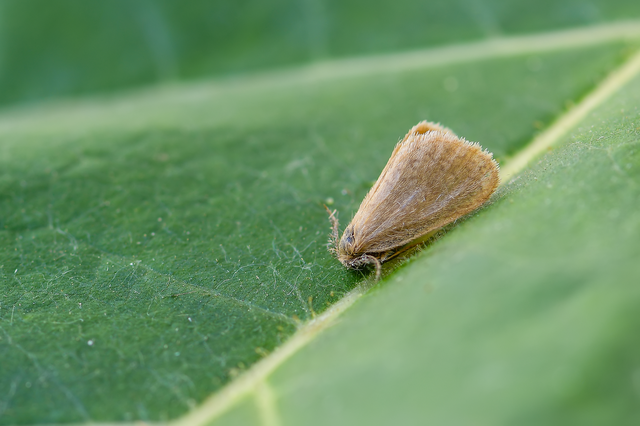 Bijugis