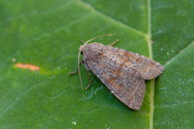 Parastichtis suspecta - sötét erdeibagoly