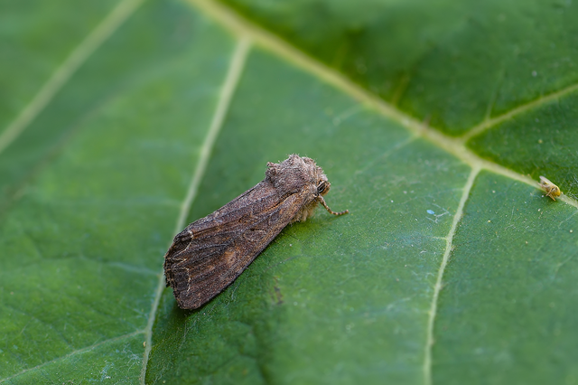 Lacanobia suasa - tarka kertibagoly