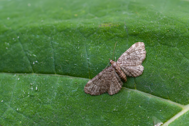Pasiphila rectangulata - almavirág-araszoló
