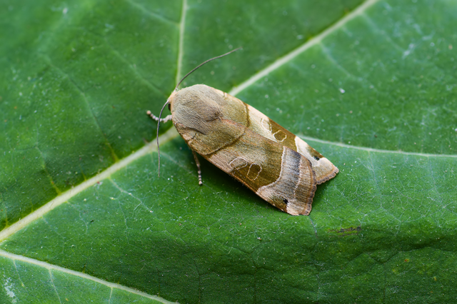 Noctua fimbriata - szélessávú sárgafűbagoly