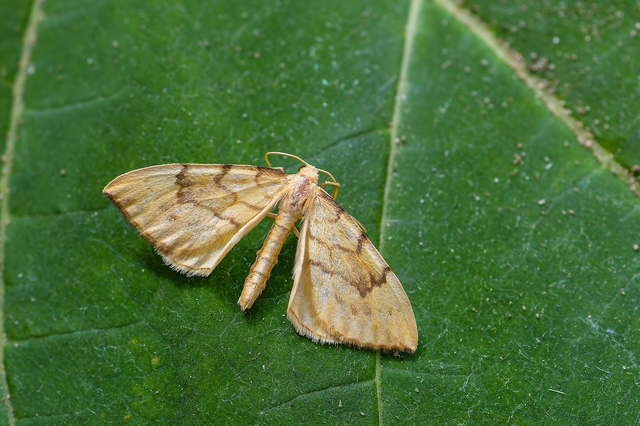 Eulithis pyraliata - sárga galajaraszoló