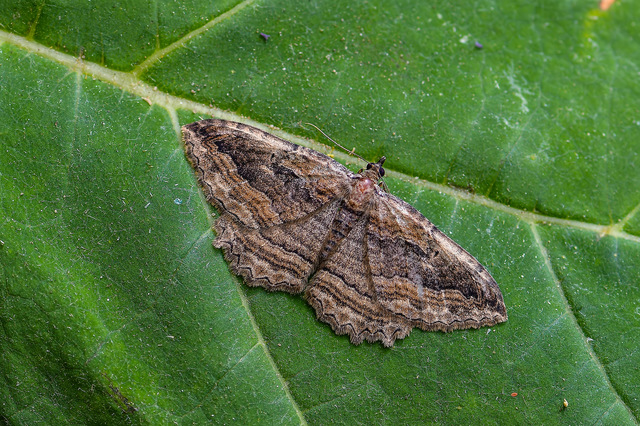 Philereme transversata - varjútövis-araszoló