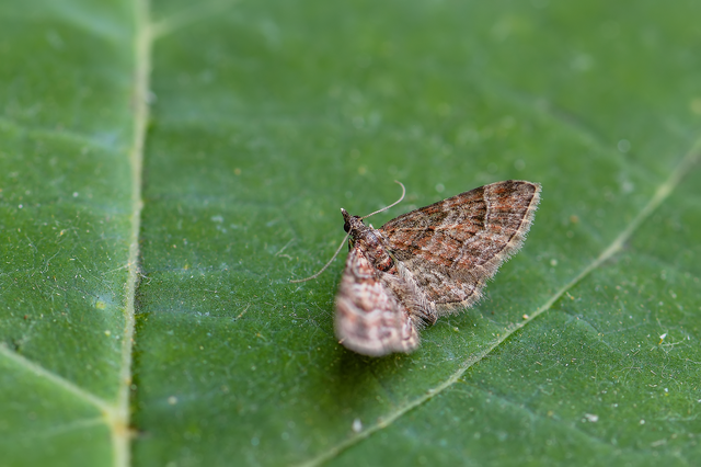 Gymnoscelis rufifasciata - vöröscsíkos törpearaszoló