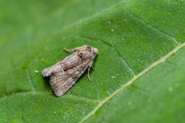 Oligia strigilis/latruncula/versicolor