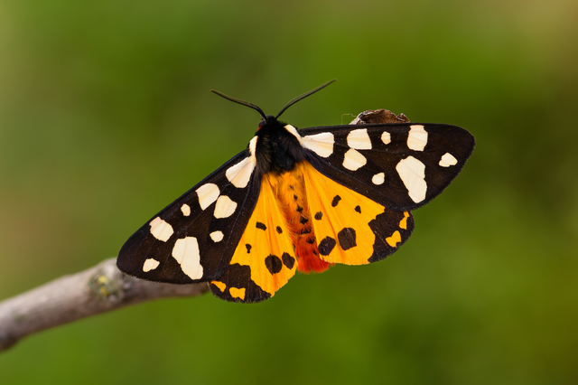 Arctia villica - fekete medvelepke