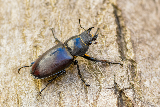 Lucanus cervus - nagy szarvasbogár