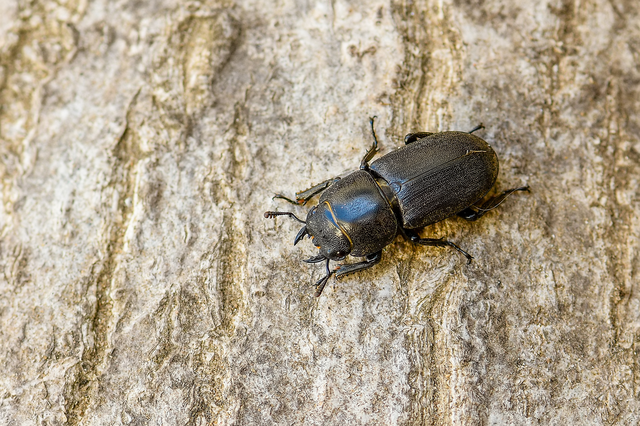 Dorcus parallelipipedus - kis szarvasbogár
