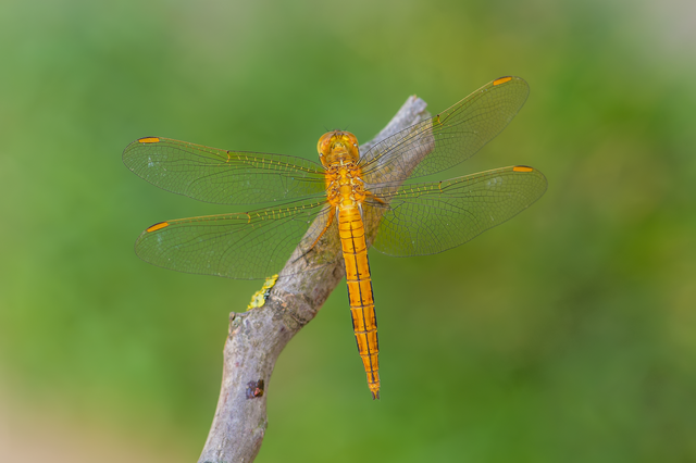 Orthetrum coerulescens - karcsú pásztorszitakötő
