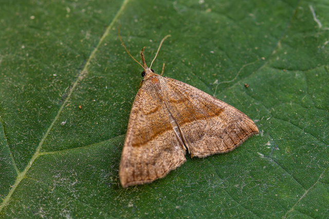 Hypena proboscidalis - ormányos karcsúbagoly