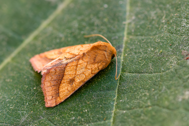 Pyrrhia umbra - iglicebagoly