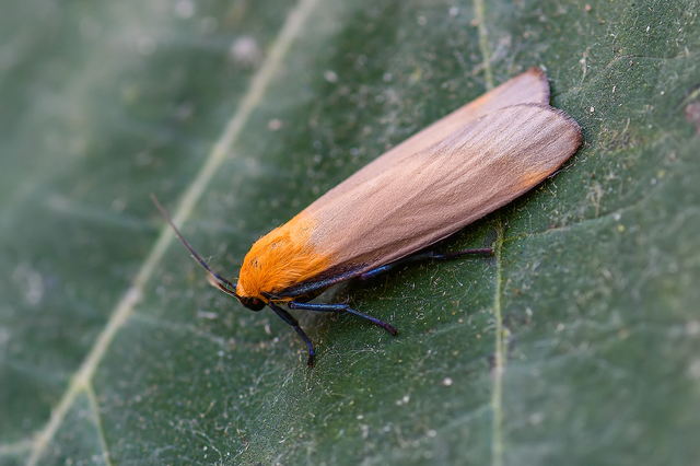 Lithosia quadra - négypettyes zuzmószövő