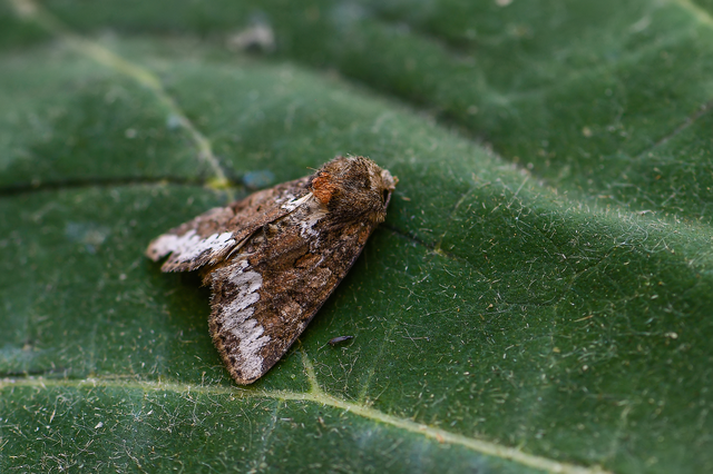 Oligia strigilis - kormos dudvabagoly